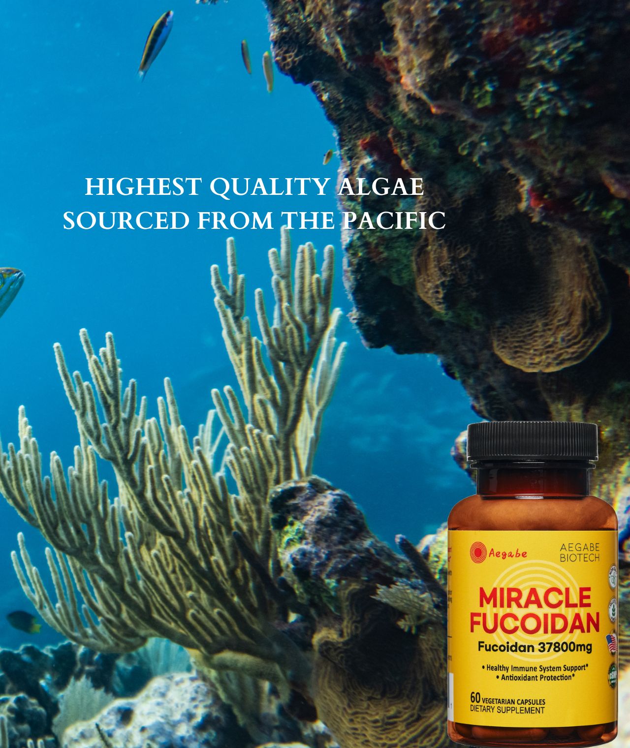 Aegabe Miracle Fucoidan,helps to maintain the level of white blood cells, the weak body is significantly improved,the recovery from physical illness is accelerated, the fatigue is reduced, the appetite is significantly increased